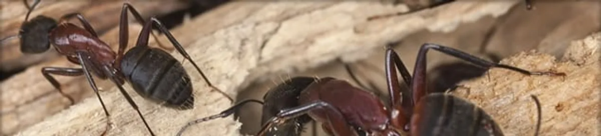 Close-up of ants on wood showing an active ant infestation in Cincinnati, OH