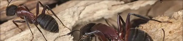 Close-up of ants on wood showing an active ant infestation in Cincinnati, OH
