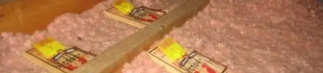 Mouse traps placed in an attic for rodent control in Cincinnati, OH