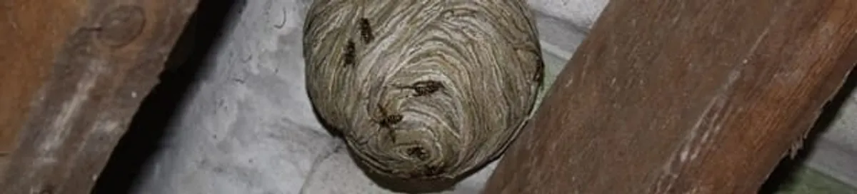 Wasp nest in an attic space, a common home infestation risk in Cincinnati, OH