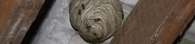 Wasp nest in an attic space, a common home infestation risk in Cincinnati, OH