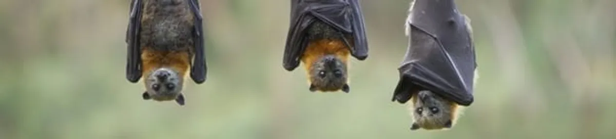 Bats roosting together, a common sign of a bat infestation in Cincinnati, OH