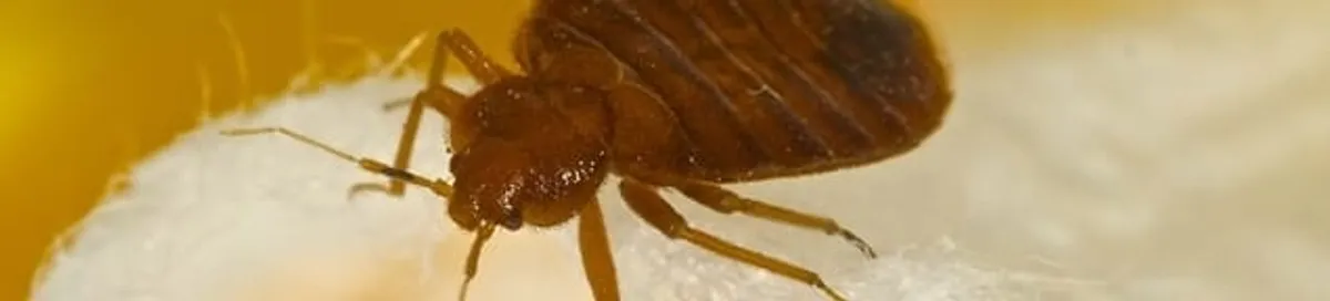 Close-up of a bed bug, a sign of an active infestation in Cincinnati, OH