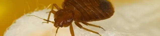 Close-up of a bed bug, a sign of an active infestation in Cincinnati, OH