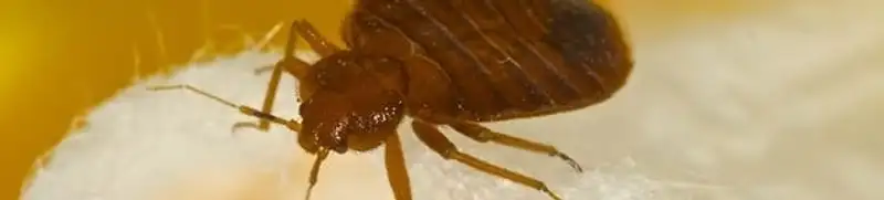 Close-up of a bed bug, a sign of an active infestation in Cincinnati, OH