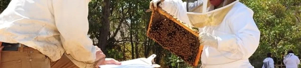 Bee removal specialists relocating a hive and honeycomb safely in Cincinnati, OH
