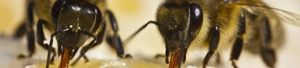 Close-up of honey bees, a sign of a nearby hive in Cincinnati, OH