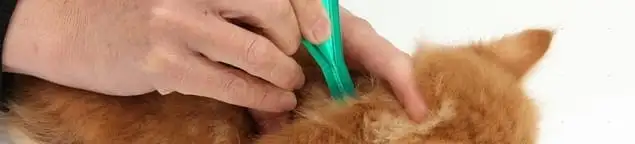 Flea treatment for pets using a flea comb, a sign of flea problems in Cincinnati, OH
