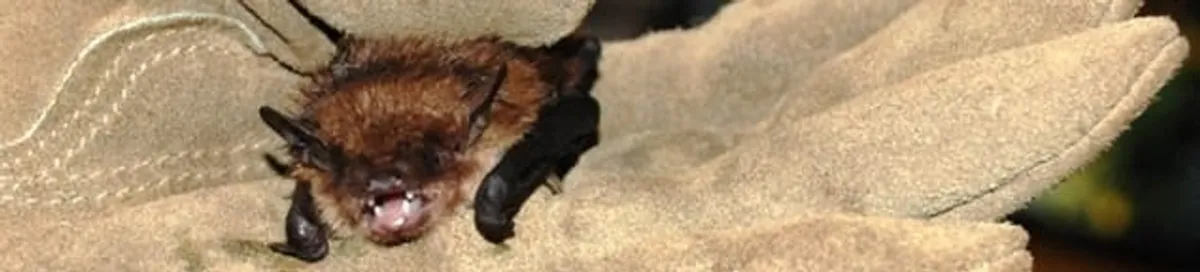 Bat removal specialist holding a bat safely during humane exclusion in Cincinnati, OH