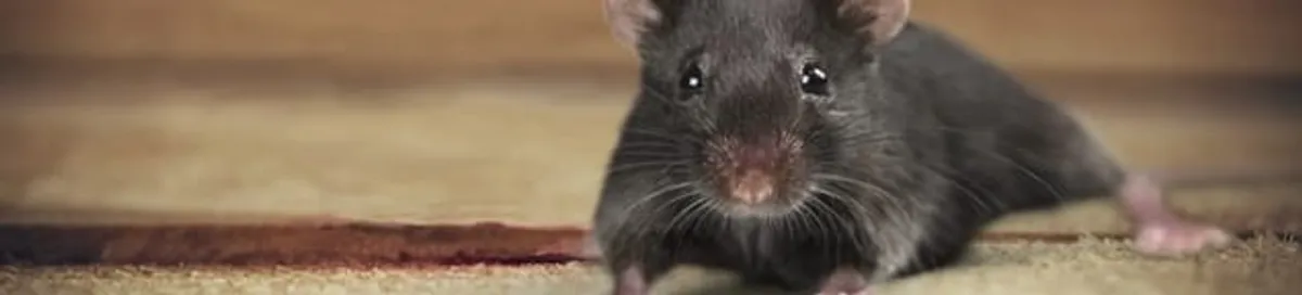 Mouse indoors, a common sign of a rodent infestation in Cincinnati, OH