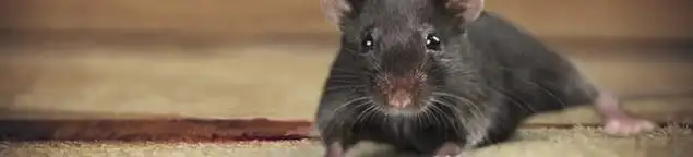 Mouse indoors, a common sign of a rodent infestation in Cincinnati, OH