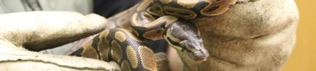 Snake removal specialist safely handling a snake with protective gloves in Cincinnati, OH