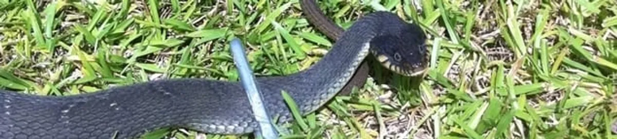 Snake in a yard, a common sign of a snake problem near a home in Cincinnati, OH