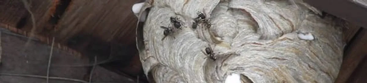 Close-up of a wasp nest with active wasps, a sign of an infestation in Cincinnati, OH