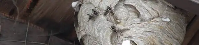 Close-up of a wasp nest with active wasps, a sign of an infestation in Cincinnati, OH